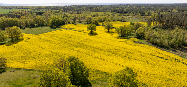 Drönarbild över ett rapsfält.
