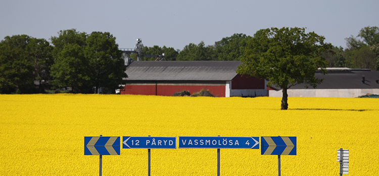 Vägskyltar till Påryd och Vassmolösa framför blommande rapsfält.